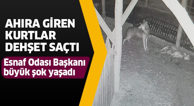 Ahıra giren kurtlar dehşet saçtı