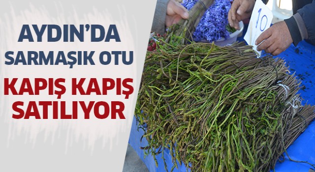 Aydın'da Sarmaşık otu yok satıyor