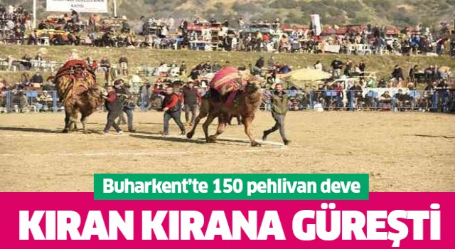 Buharkent'te 150 pehlivan deve kıran kırana güreşti