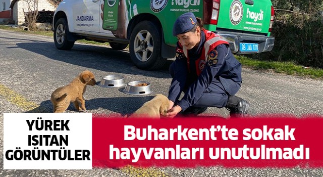 Buharkent'te sokak hayvanları unutulmadı