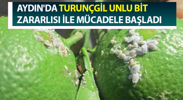 Turunçgil unlu bit zararlısı ile mücadele başladı