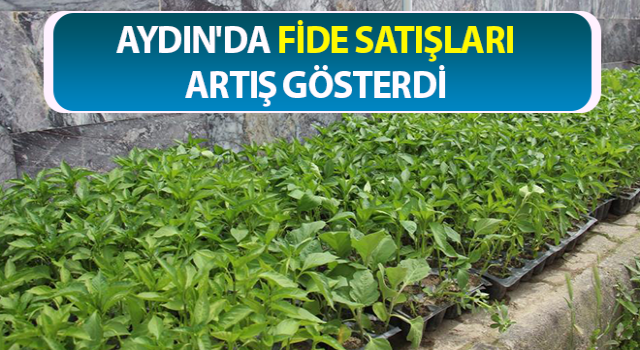 Yaz aylarının gelmesi ile fide satışları arttı