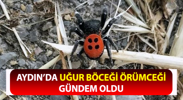 Aydın’da uğur böceği örümceği gündem oldu