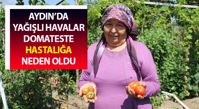 Aydın’da yağışlı havalar domatesi vurdu