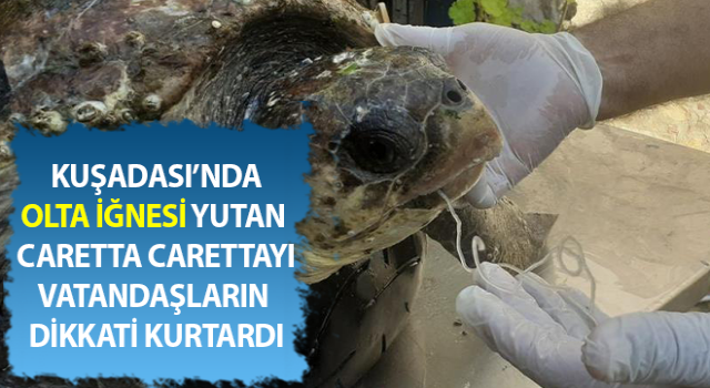 Deniz kaplumbağasını vatandaşların dikkati kurtardı
