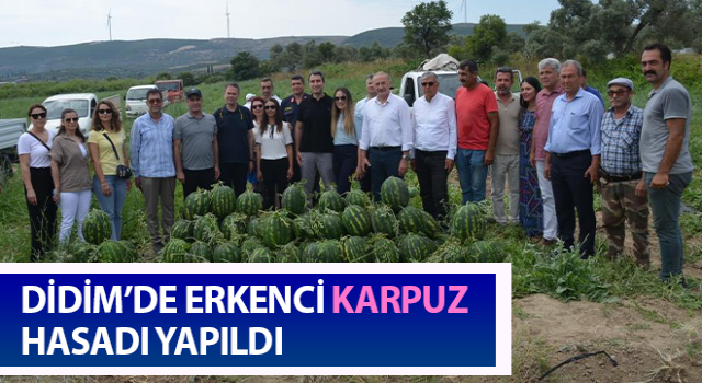 Didim’de erkenci karpuz hasadı yapıldı