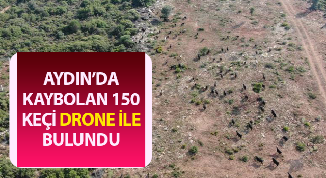 Firari keçiler drone ile bulundu