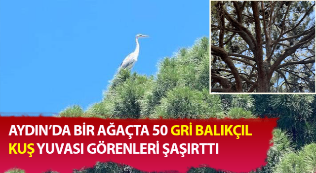 Gri balıkçılların sıra dışı yuvaları korunuyor