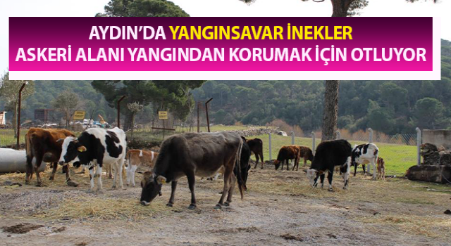 Hem doyuyorlar hem yangınlardan koruyorlar