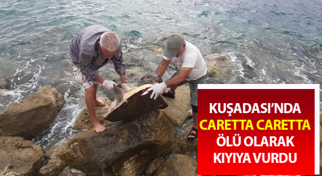 Kuşadası’nda caretta caretta cinsi deniz kaplumbağası kıyıya vurdu