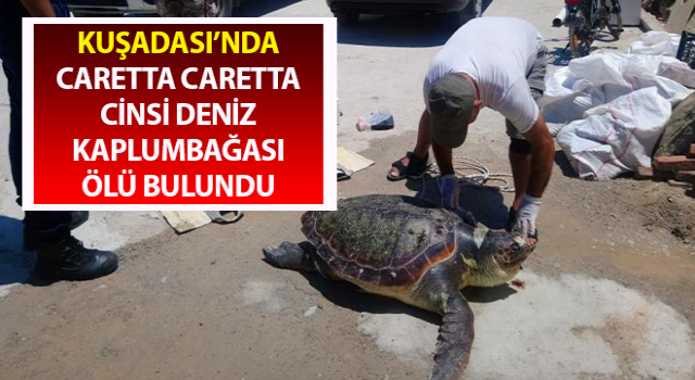 Kuşadası’nda deniz kaplumbağası ölü olarak bulundu