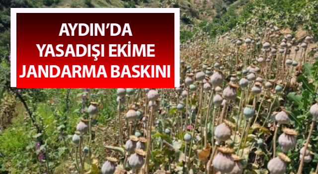 Yasadışı ekime Jandarma baskını