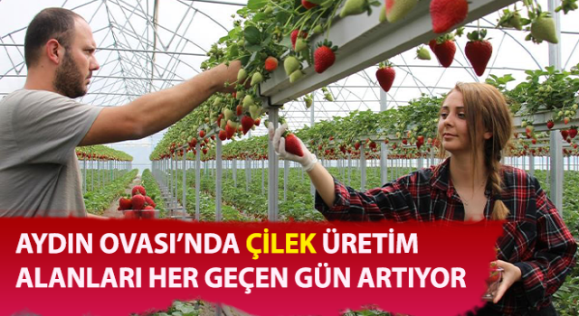 Aydın’da çilek üretimi artıyor