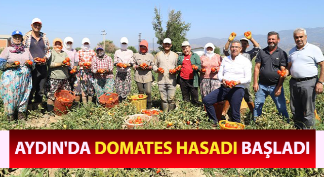 Aydın'da domates hasadı başladı