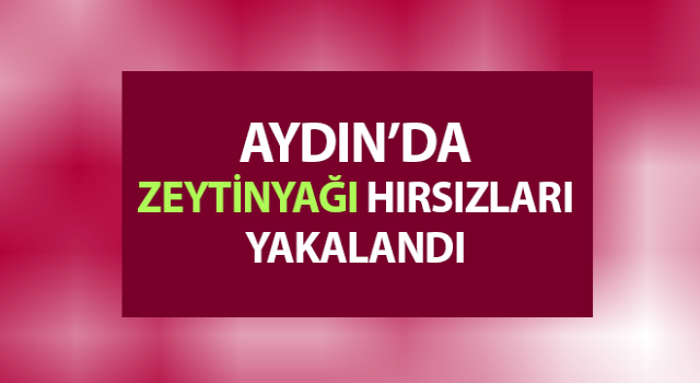 Çine’de zeytinyağı hırsızları yakalandı