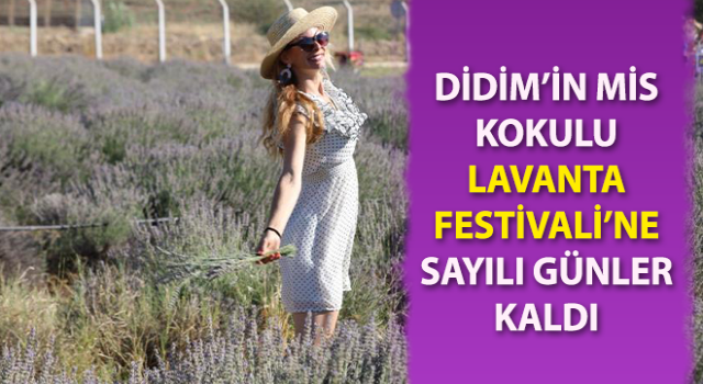 Didim Lavanta Festivali’ne sayılı günler kaldı