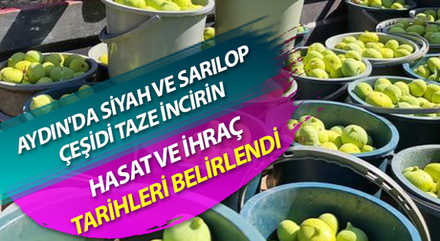 İncirde hasat ve ihracat tarihi belli oldu