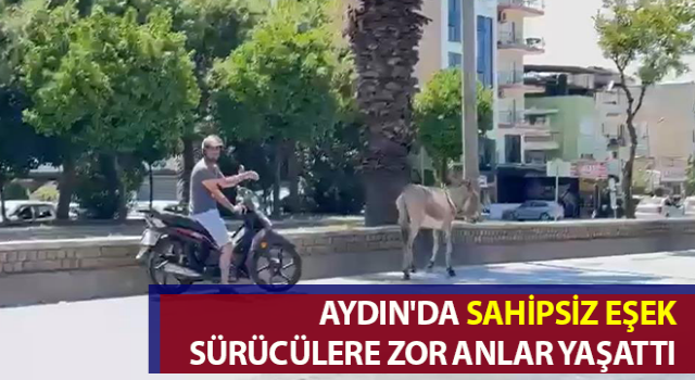 Sahipsiz eşek araç sürücülerine zor anlar yaşattı