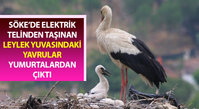 Taşınan leylek yuvasındaki yavrular yumurtalardan çıktı