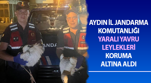 Yaralı yavru leyleklere jandarma şefkati