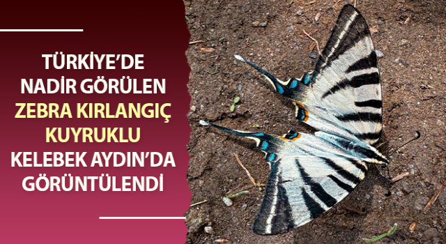 Zebra kırlangıç kuyruklu kelebek Aydın’da görüntülendi