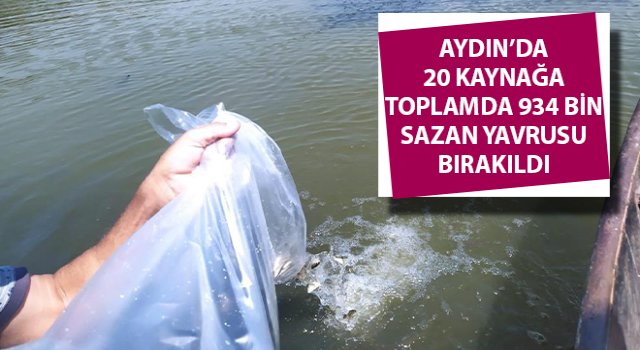 Aydın’da 934 bin sazan suyla buluştu