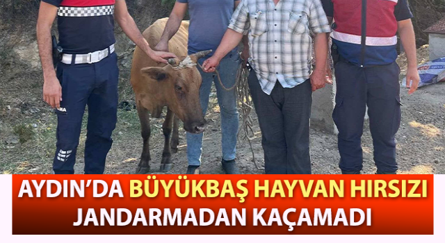 Büyükbaş hayvan hırsızı, jandarmadan kaçamadı