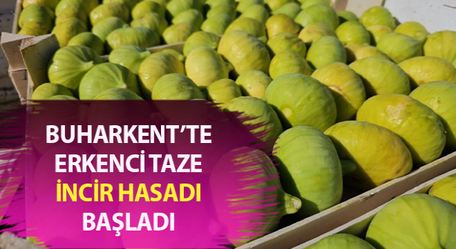 Erkenci taze incir hasadı başladı