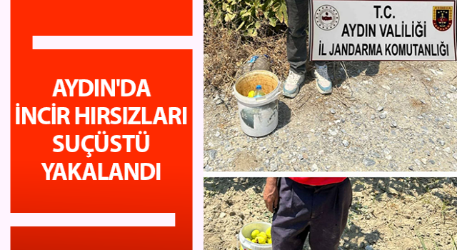 İncir hırsızlarını jandarma suçüstü yakaladı