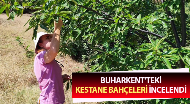 Kestane bahçeleri incelendi