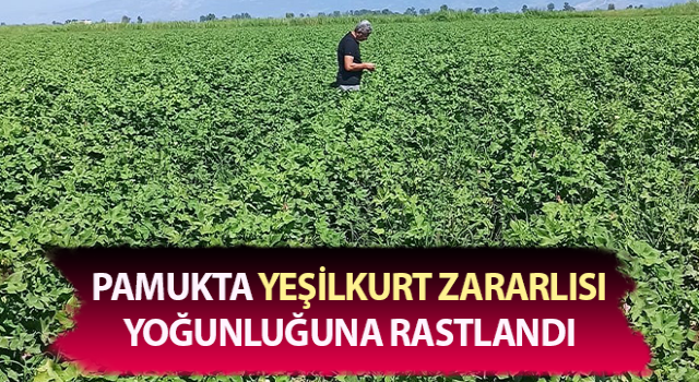 Pamukta yeşilkurt zararlısı yoğunluğuna rastlandı