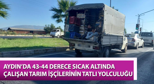 Tarım işçilerinin tatlı yolculuğu