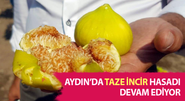 Taze incir pazarda 50 ile 70 TL arası satılıyor