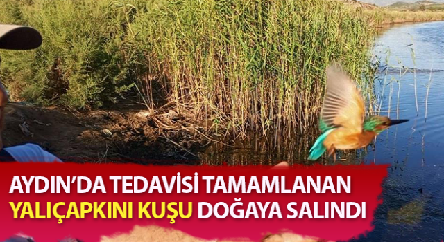 Tedavisi tamamlanan yalıçapkını, özgürlüğe kanat çırptı