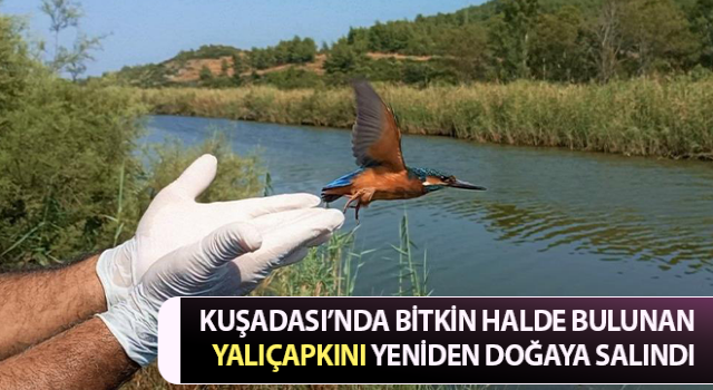 Yalıçapkınları Kuşadası’nı çok sevdi