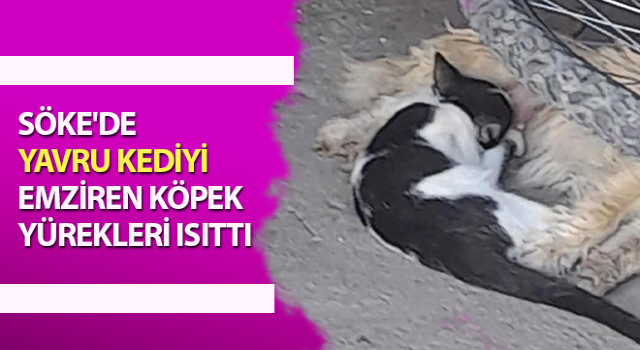 Yavru kediyi emziren köpek yürekleri ısıttı