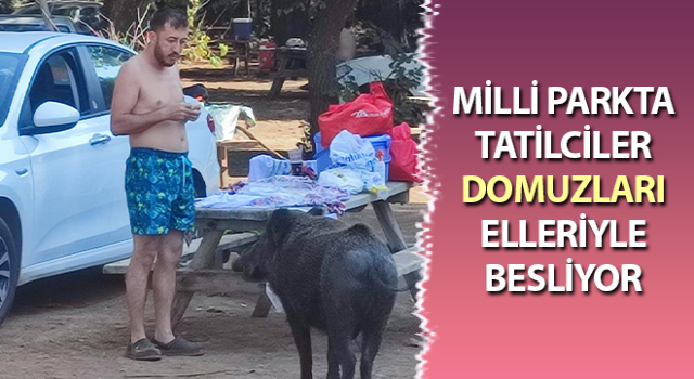 Aydın'da tatilciler domuzları elleriyle besliyor