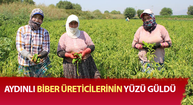 Biber, bu yıl altın yılını yaşıyor