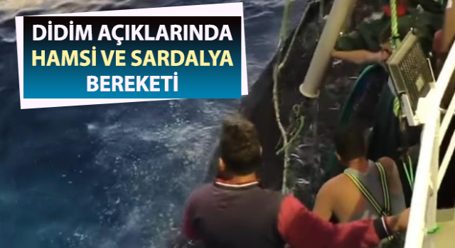 Didim açıklarında hamsi ve sardalya bereketi