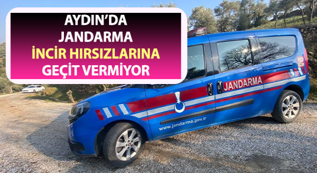 Jandarma incir hırsızlarına geçit vermiyor