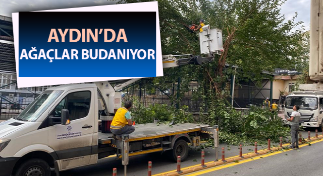 Ağaçların bakım ve budama çalışmaları başladı