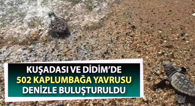 Aydın’da 502 kaplumbağa yavrusu denizle buluşturuldu