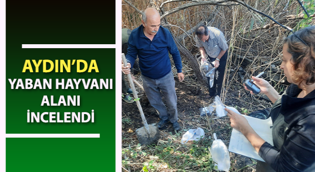 Aydın’da yaban hayvanı alanı incelendi