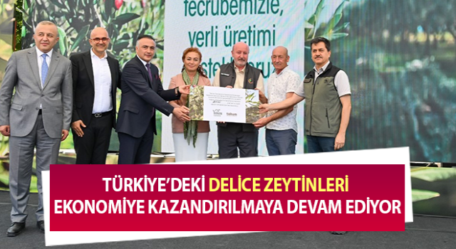 Delice zeytin ağaçları aşılanarak zeytin üretimi arttırılacak