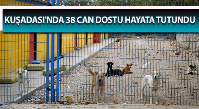 Kuşadası'nda 38 can dostu hayata tutundu