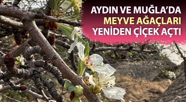 Meyve ağaçları yeniden çiçek açtı