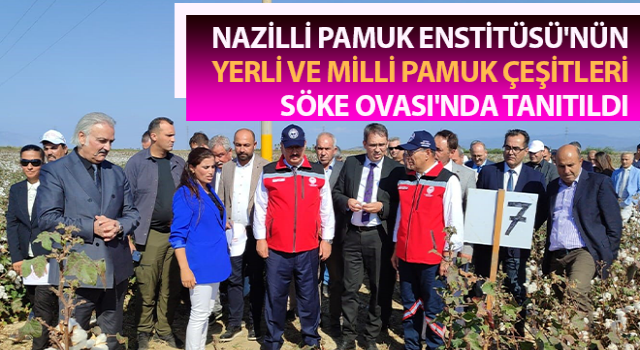 Yerli ve milli pamuk çeşitleri Söke Ovası'nda tanıtıldı