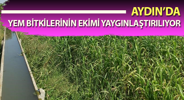 Aydın’da 2 bin 600 dekarlık alanda ekim yapıldı