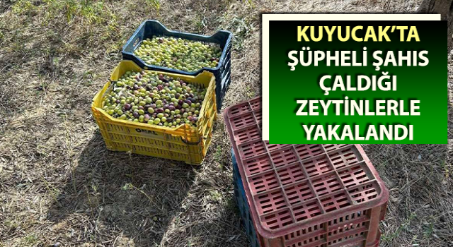 Çaldığı zeytinlerle suçüstü yakalandı