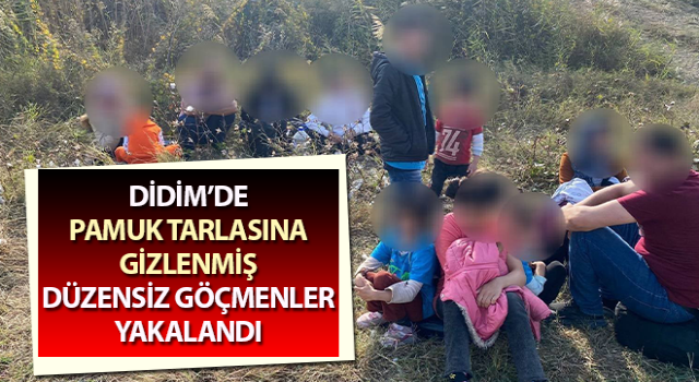 Pamuk tarlasına gizlenmiş düzensiz göçmenler yakalandı